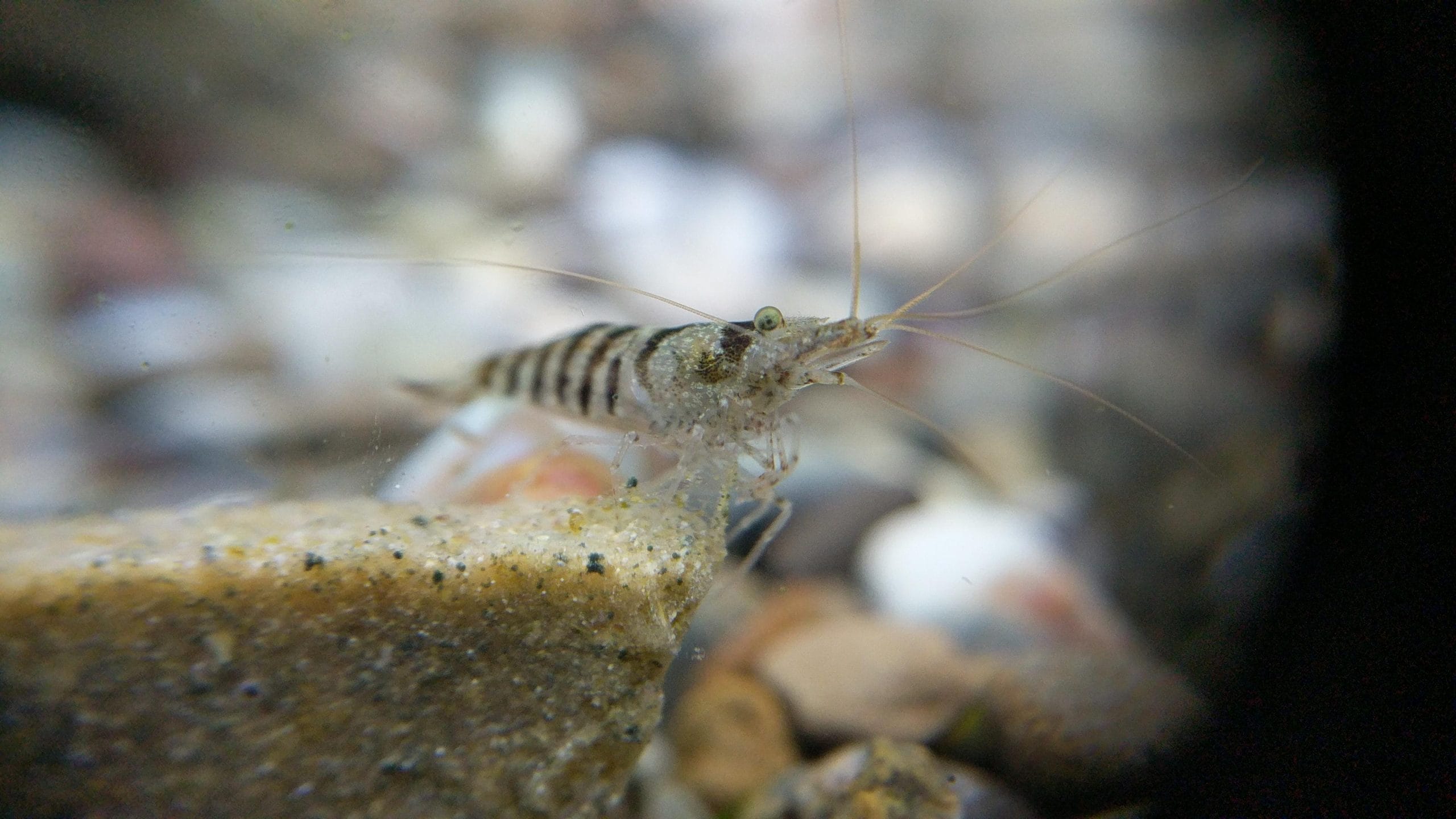 Babaulti Shrimp: Your Ultimate Care Guide