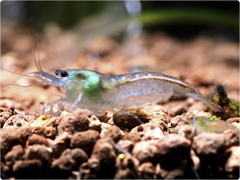 Blue Pearl Shrimp: The Ultimate Guide to Vibrant Aquarium Delights