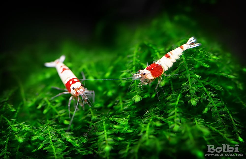 Beginner’s Guide: Crystal Red Shrimp Care – Expert Tips for Keeping Vibrant Aquarium Shrimp