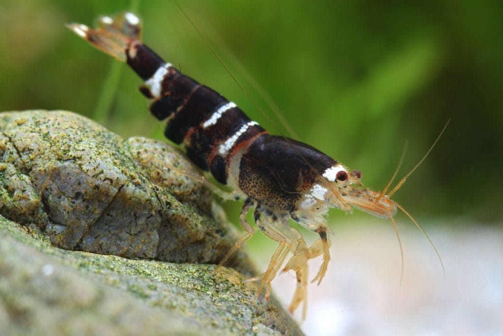 black crystal shrimp conclusion