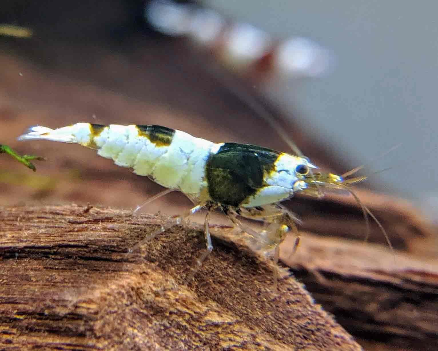 Black Crystal Shrimp: The Ultimate Guide