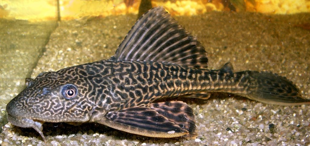 types of plecos