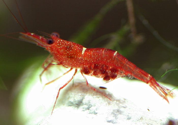 Discovering the Orange Delight Shrimp