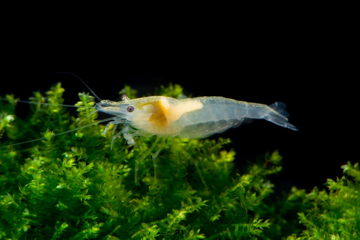 Snowball Shrimp Care: Essential Tips for Keeping Your Aquarium Beautifully White