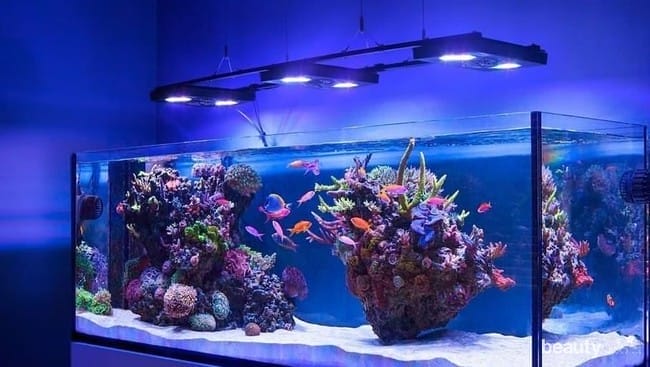 community aquarium