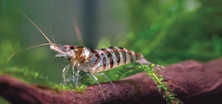 freshwater aquarium shrimp