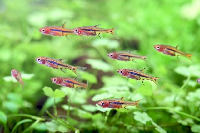 Factors to Consider When Choosing Nano Fish for Small Tanks