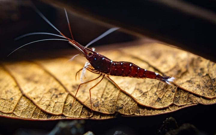 cardinal shrimp conclusion