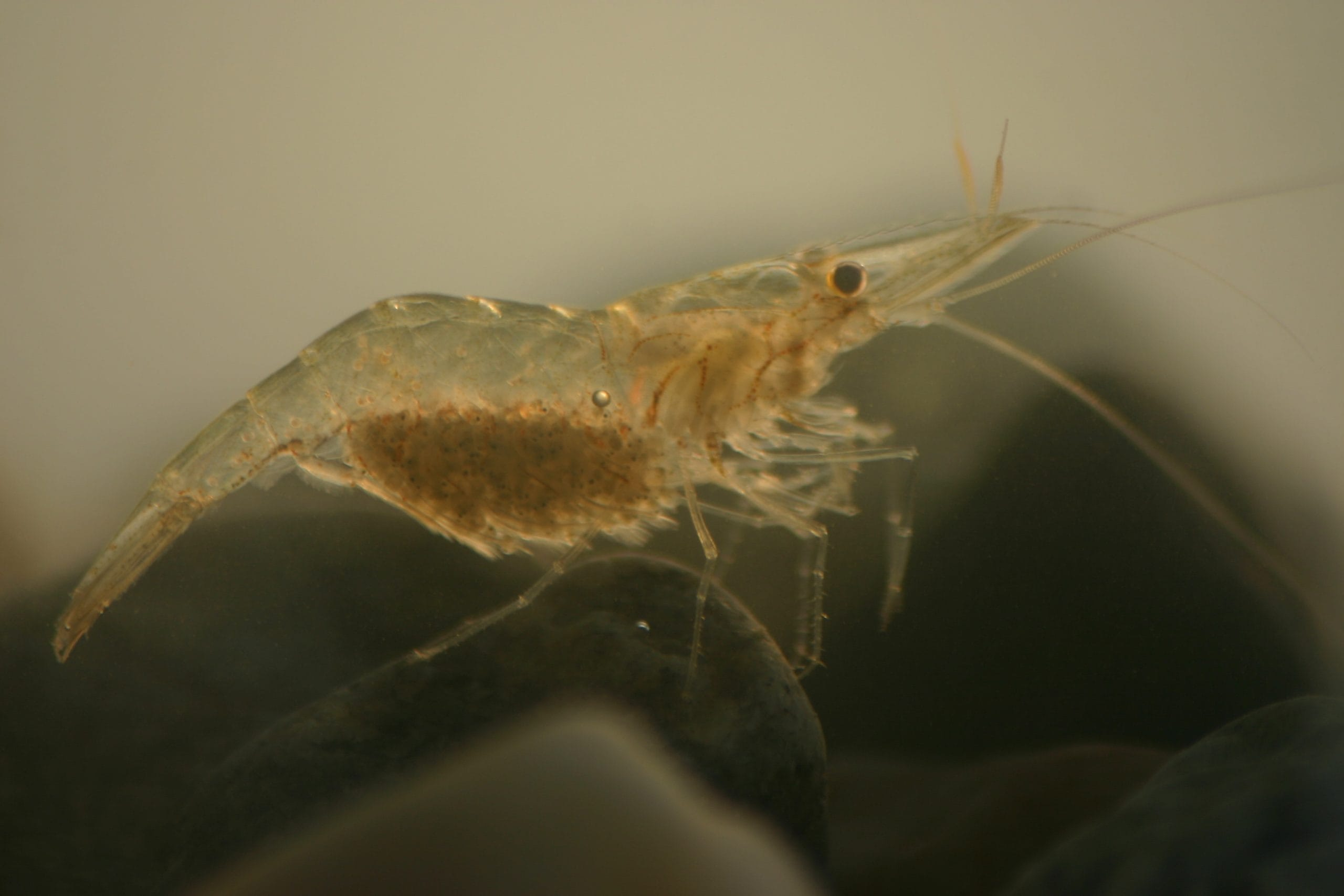 grass shrimp conclusion