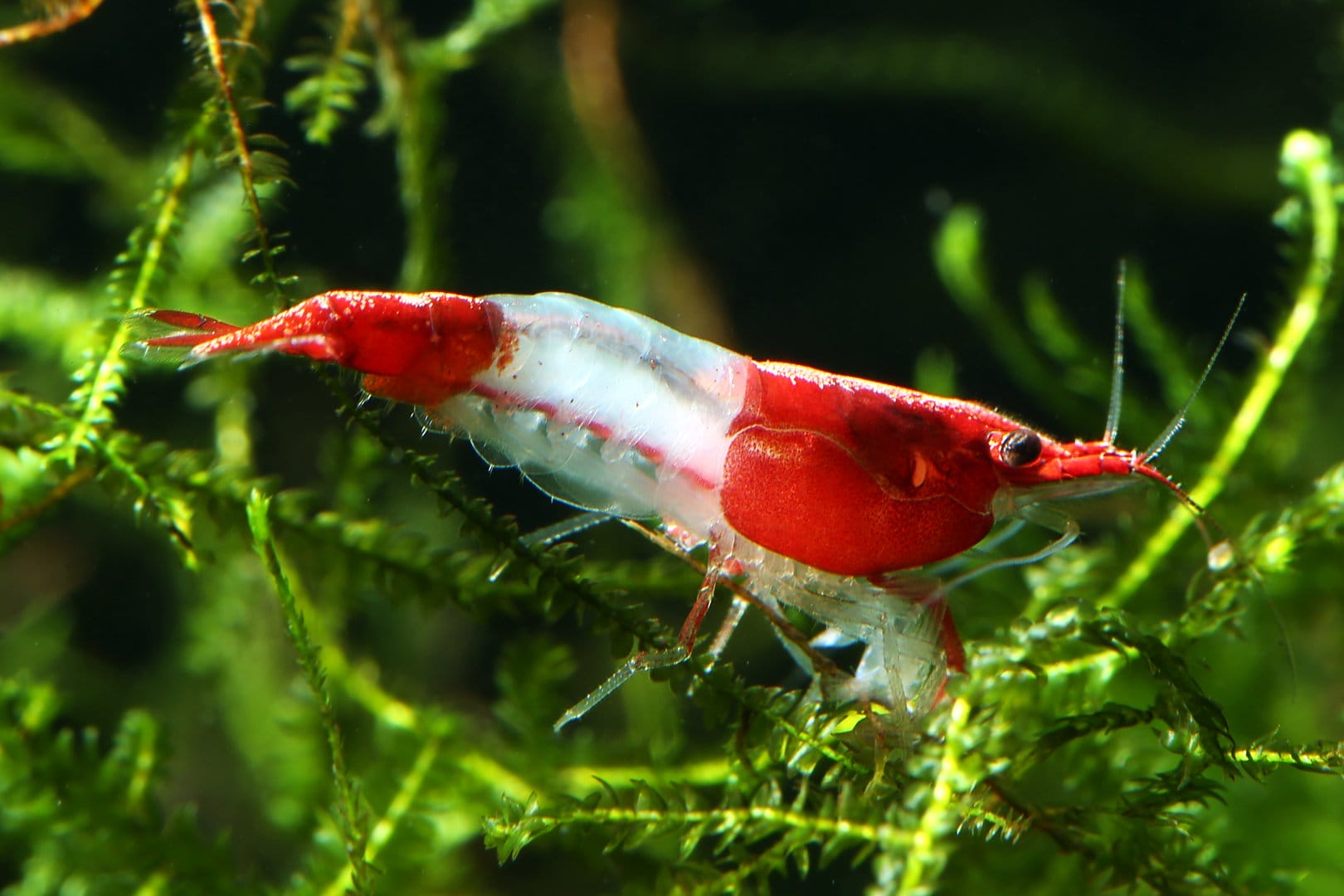 Red Rili Shrimp conclusion