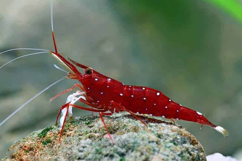 Understanding Cardinal Shrimp