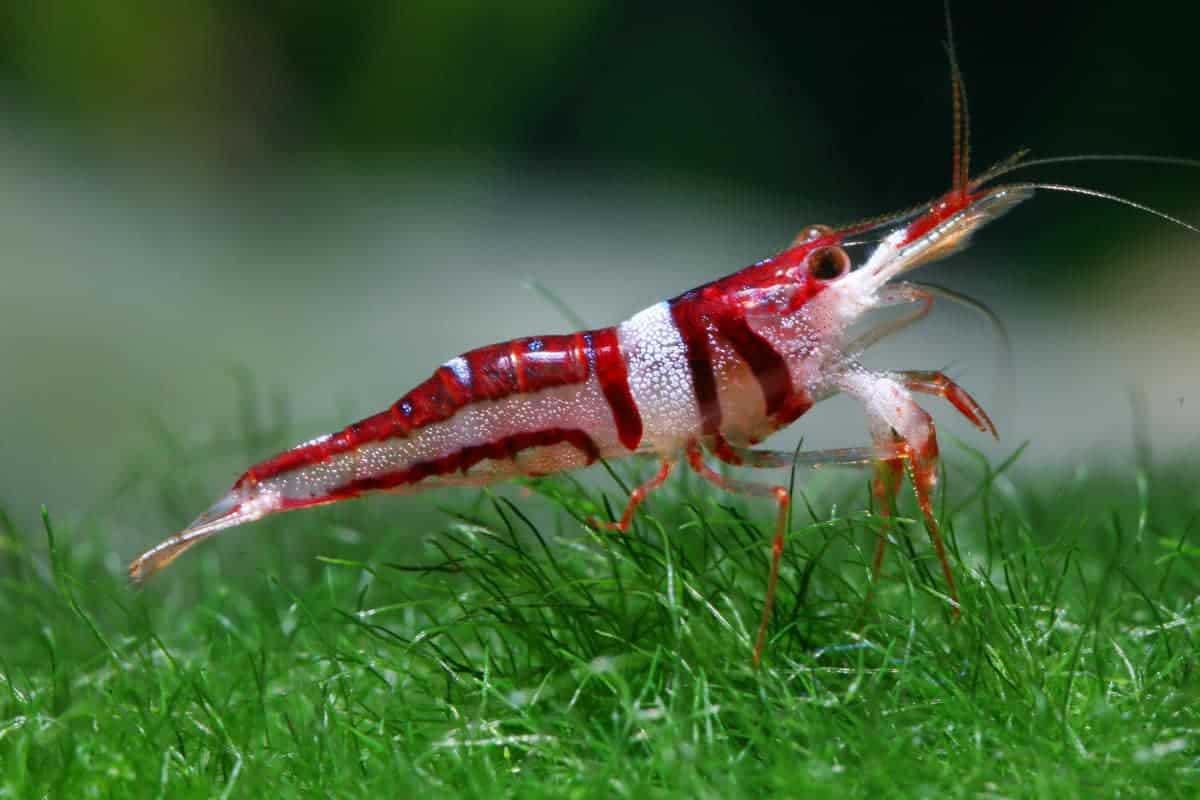 Care Tips for Sulawesi Shrimp