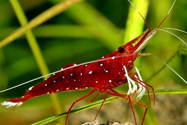 Sulawesi Shrimp: An Overview
