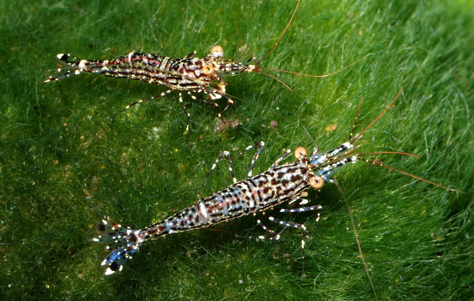 sulawesi shrimp Frequently Asked Questions