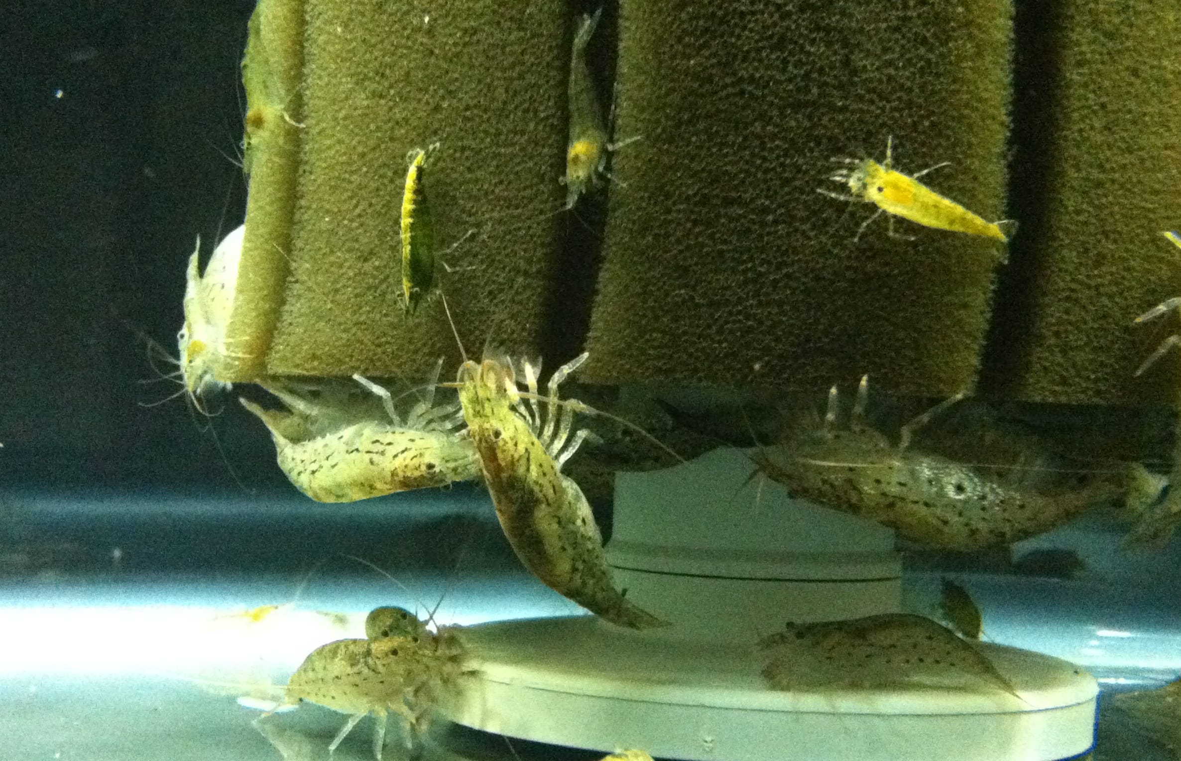 Understanding Green Lace Shrimp