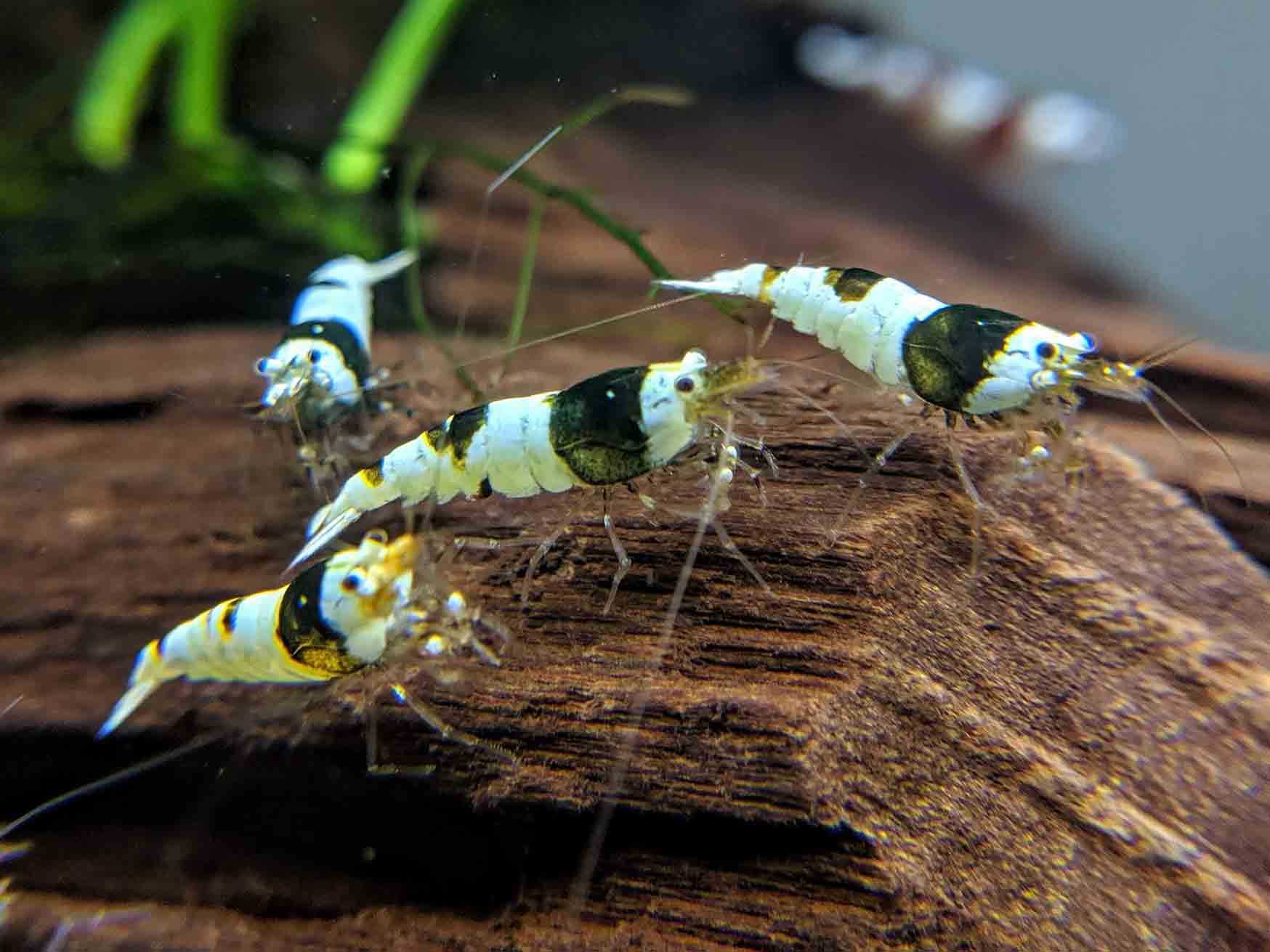 Ideal Environment for Black Crystal Shrimp