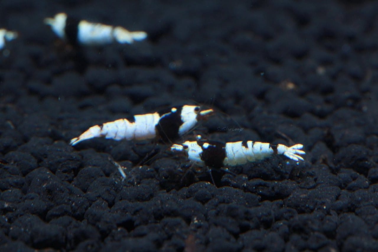 black crystal shrimp Frequently Asked Questions