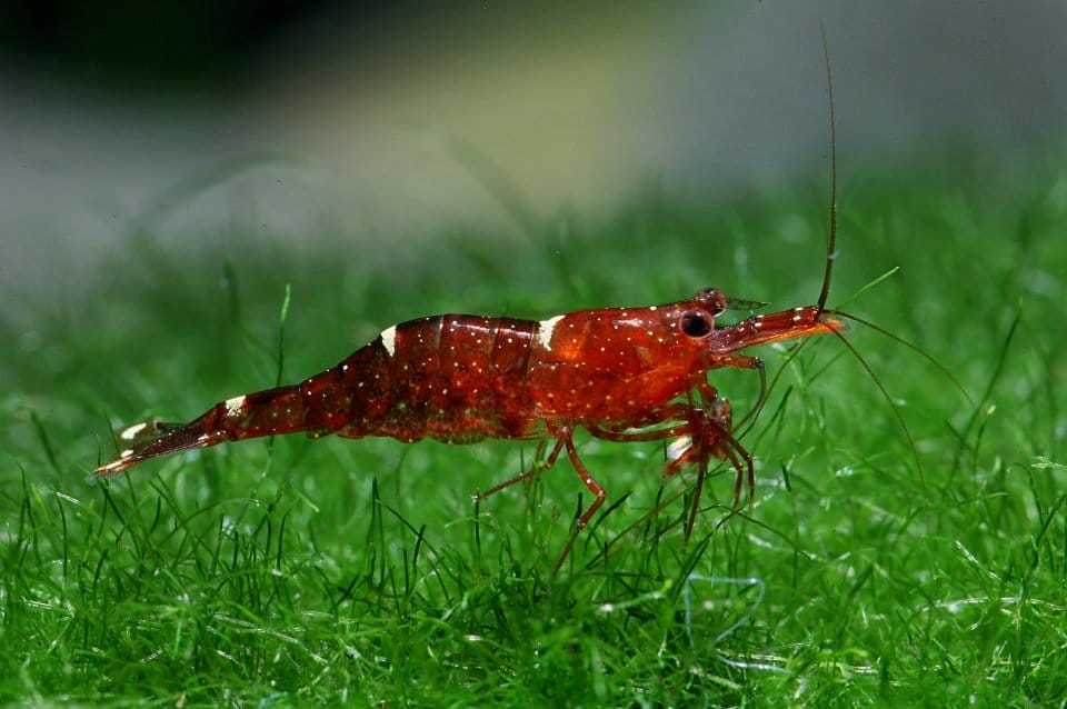 Caring for Your Orange Delight Shrimp