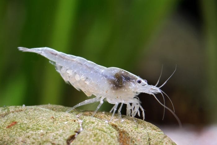 Snowball Shrimp Care