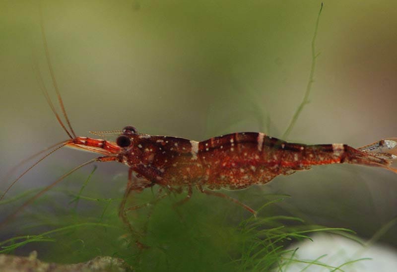 orange delight shrimp FAQ