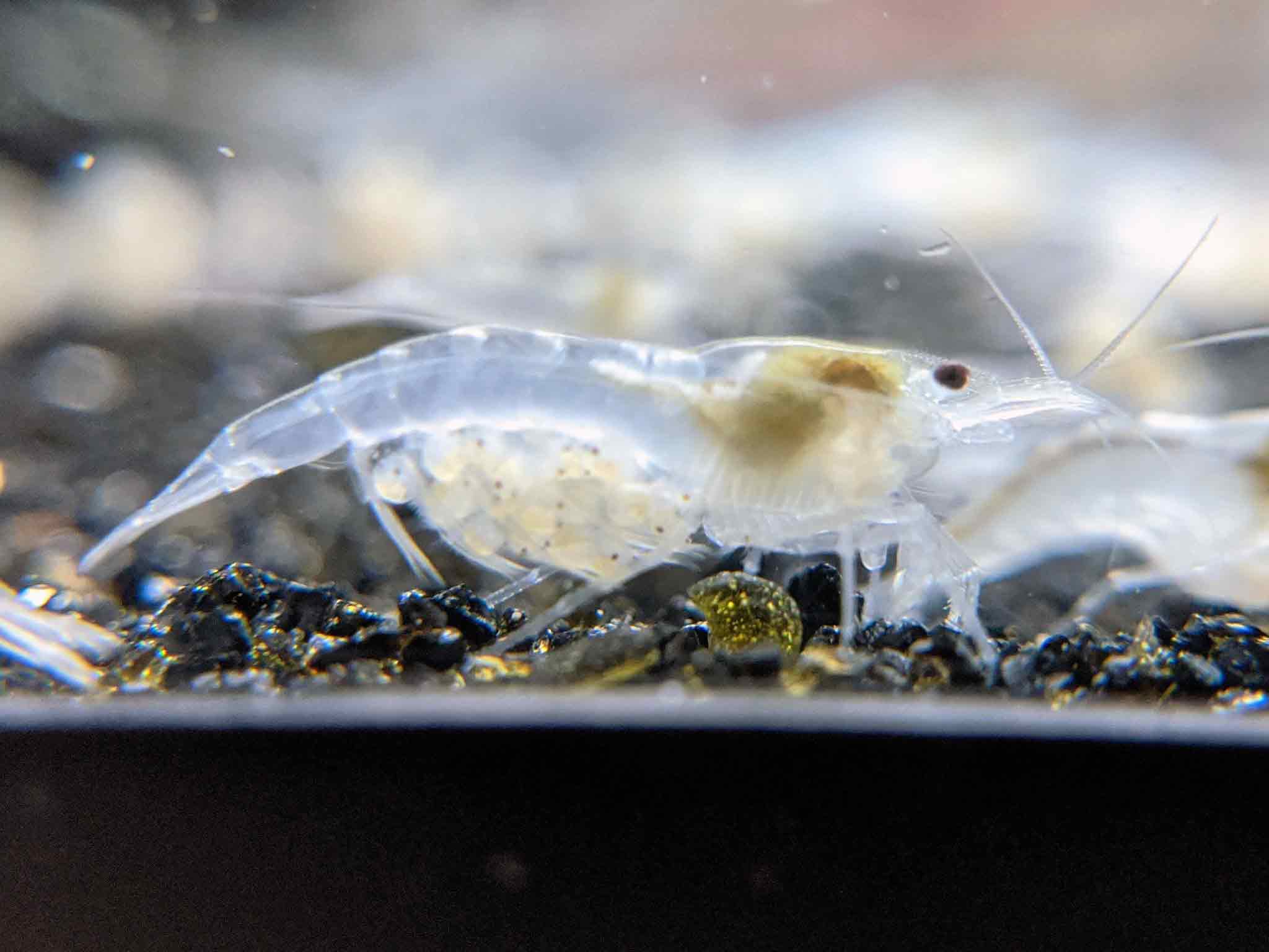 Understanding Snowball Shrimp