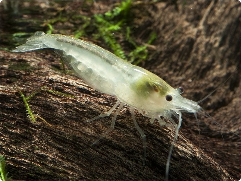 snowball shrimp conclusion
