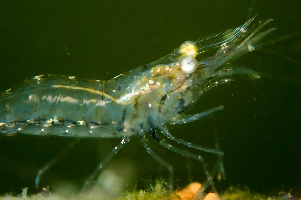 Understanding Grass Shrimp