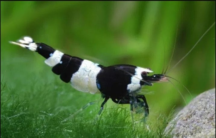 Understanding Black Crystal Shrimp