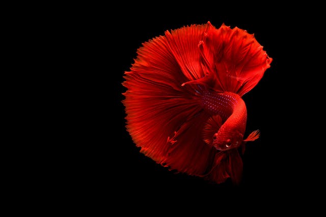 freshwater fish for beginner