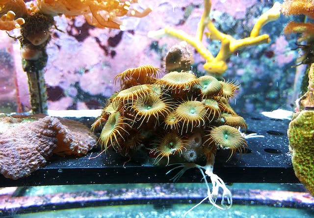 The Importance of Live Aquarium Plants