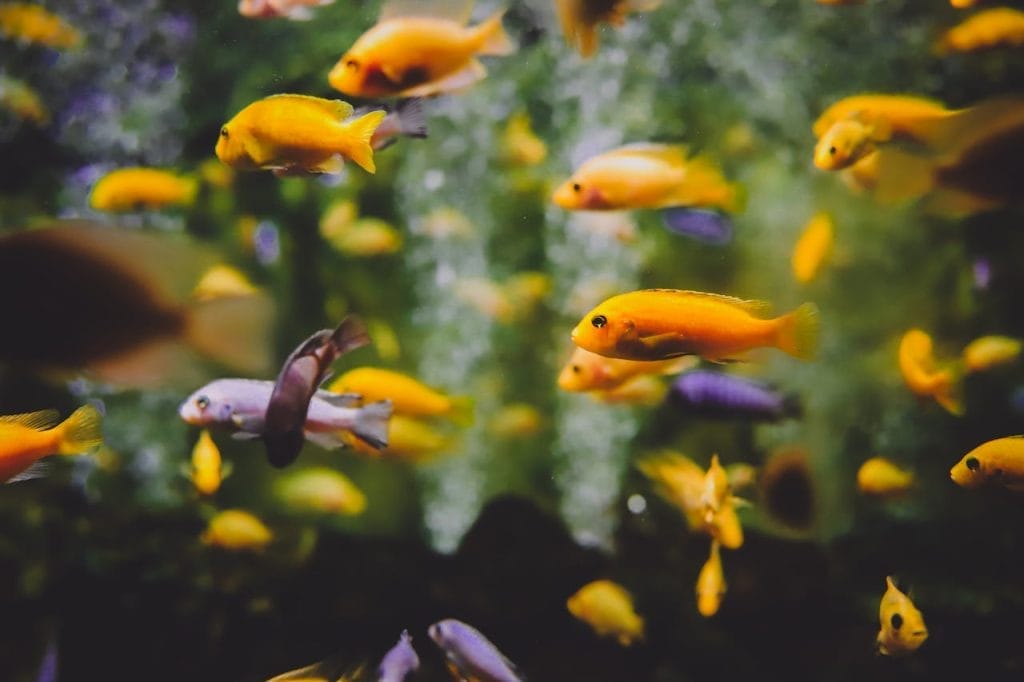 Understanding the Types of Substrate