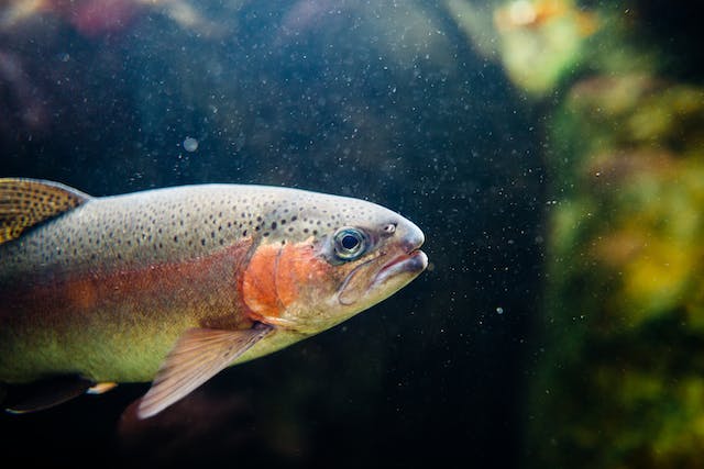 aquarium heaters