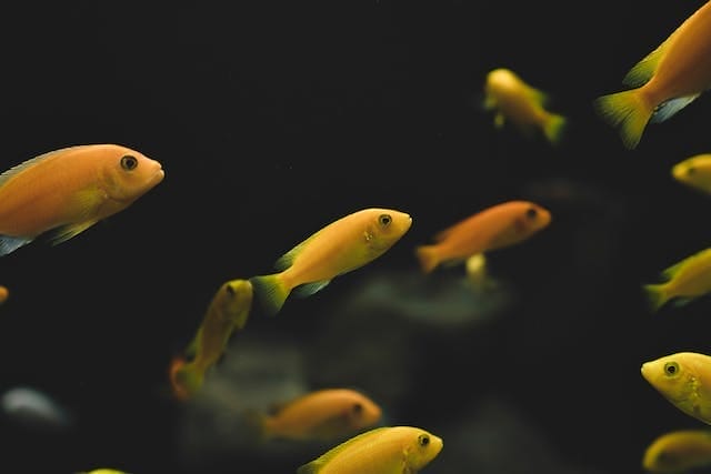 aquarium fish health