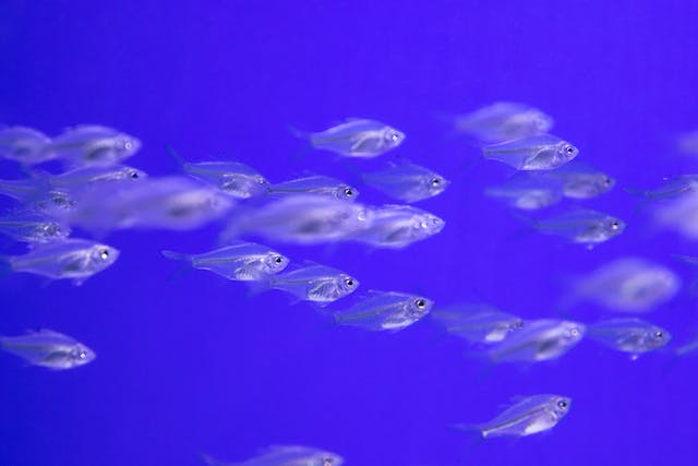 Maintaining Proper Water Parameters to Prevent Algae