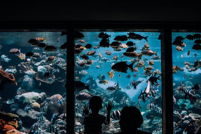 Factors to Consider When Choosing an Aquarium Filter