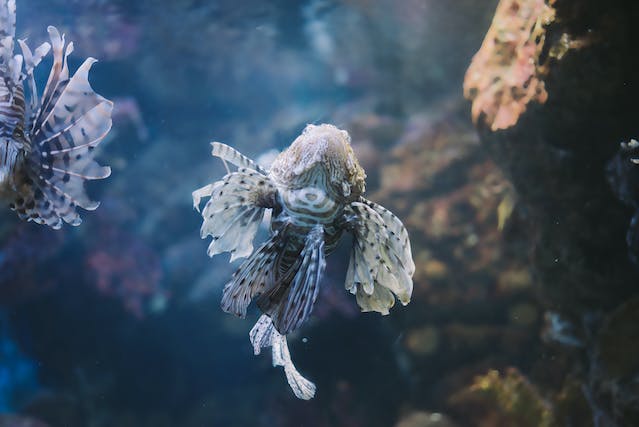 aquarium fish