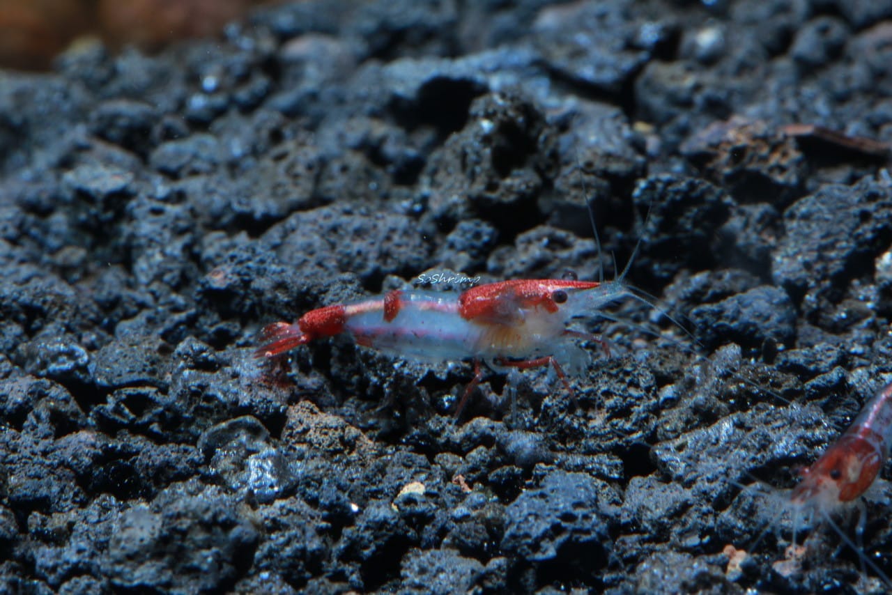 Red Rili Shrimp: A Guide to Care and Breeding