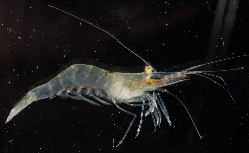 All You Need to Know About Grass Shrimp