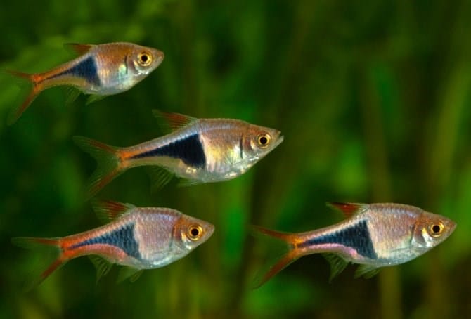 harlequin rasbora conclusion