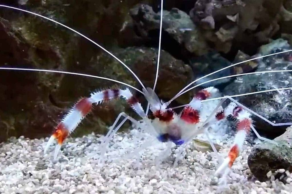 boxer shrimp faq
