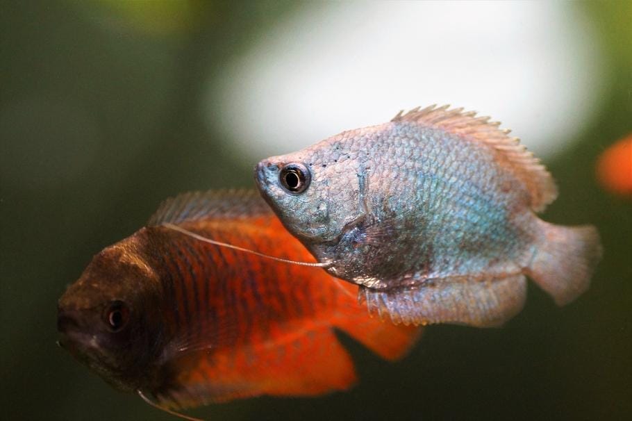 All About Dwarf Gourami Care and Maintenance