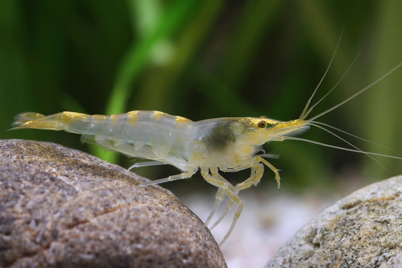 How to Breed Neocaridina Davidi Shrimp