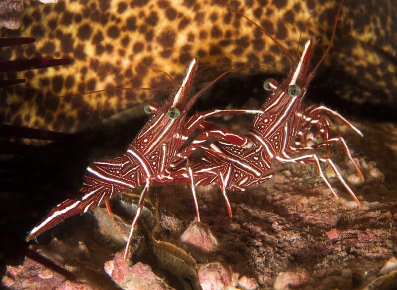 Breeding Peppermint Shrimp for Beginners