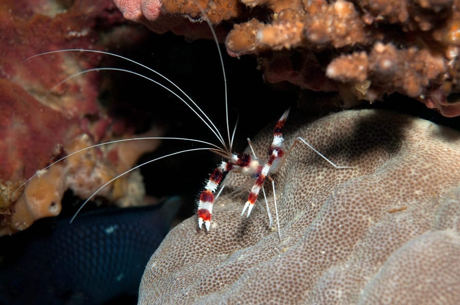 Keeping and Caring for Boxer Shrimp in an Aquarium