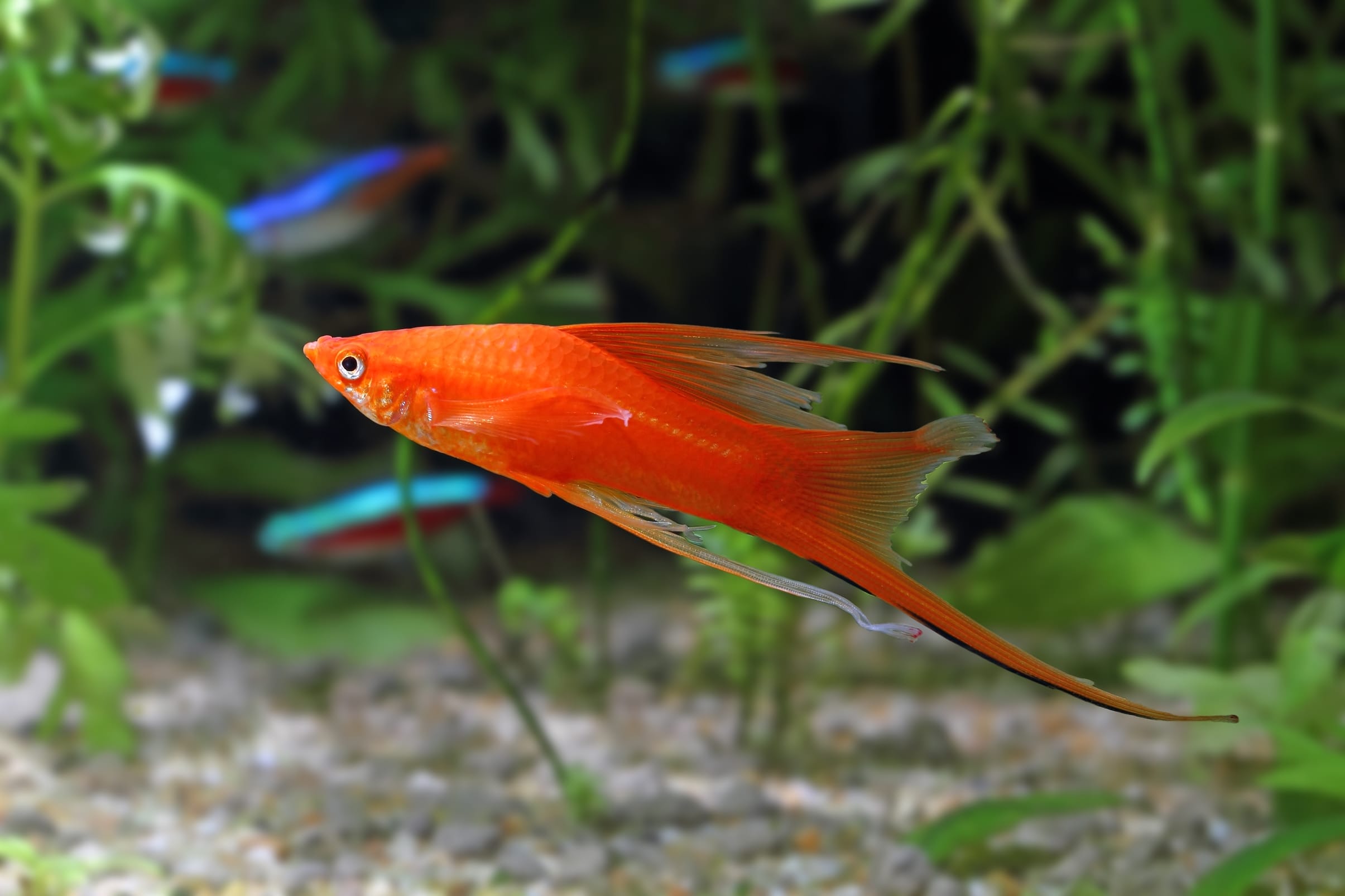 All About Swordtail Fish Care