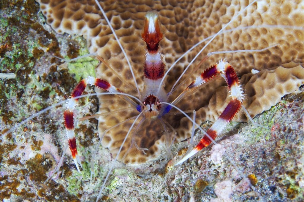 boxer shrimp conclusion