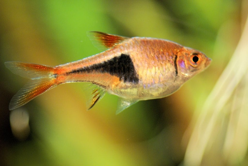 harlequin rasbora FAQ