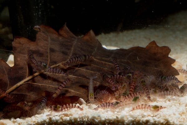 purple zebra shrimp conclusion