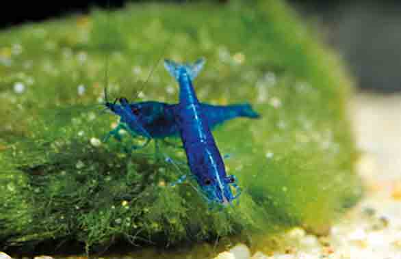 Setting Up a Neocaridina Davidi Shrimp Aquarium
