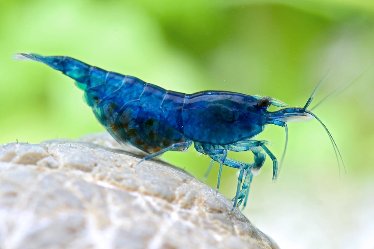 Understanding Neocaridina Davidi Shrimp